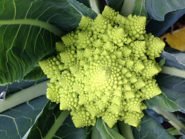 romanesco cauli